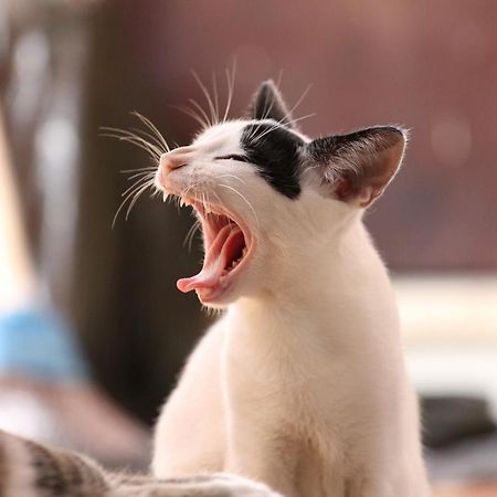 猫と断食の宿 Cat Inn Neko Kunisaki Eksteriør billede