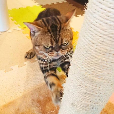 猫と断食の宿 Cat Inn Neko Kunisaki Eksteriør billede