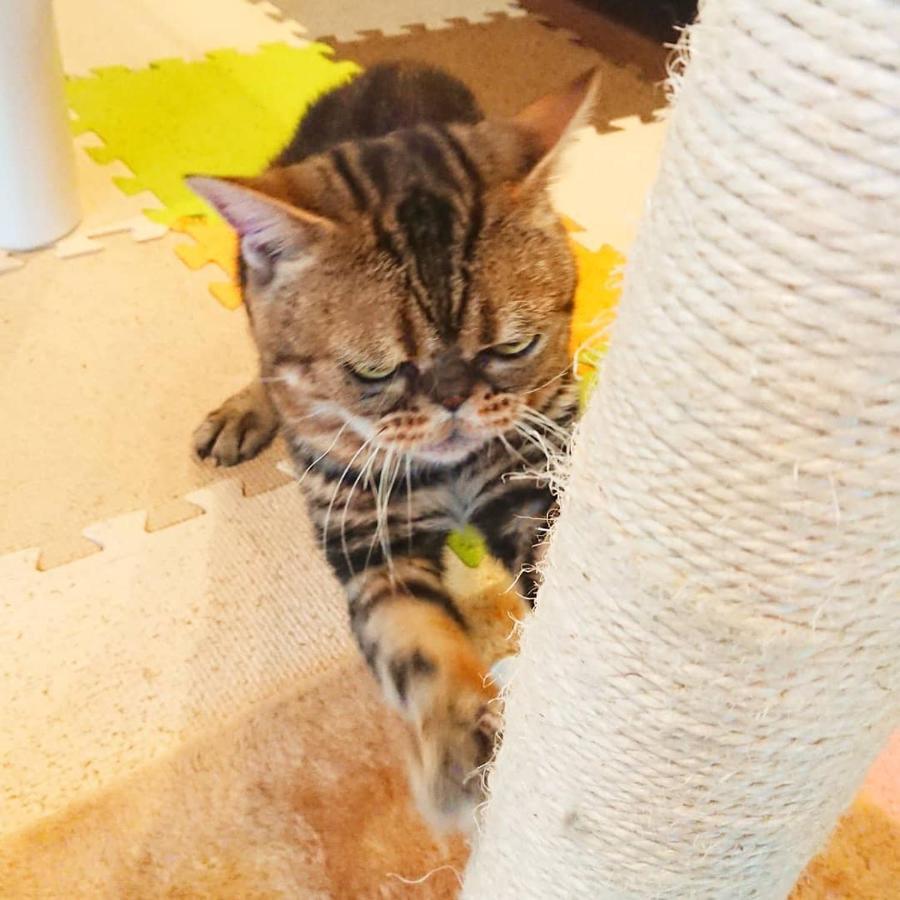 猫と断食の宿 Cat Inn Neko Kunisaki Eksteriør billede