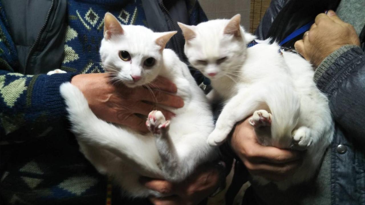 猫と断食の宿 Cat Inn Neko Kunisaki Eksteriør billede